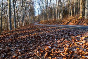 Road in forest with alot of yellow leafs