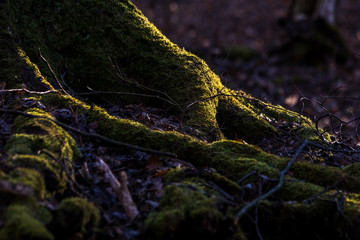 Moss on tree in forest with sunlight