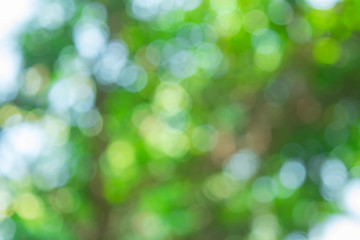 Abstract nature blurred circle green bokeh for Christmas or celebration  light holiday background.