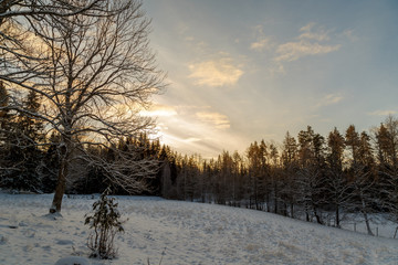 Winter landscape with field and trees