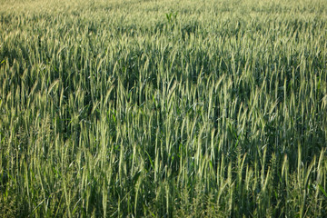wheat filed