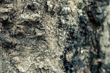 Old Wood bark background.