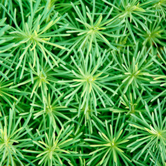 Obraz premium green grass growing