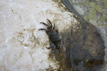 Crab