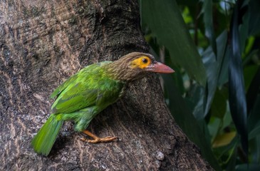 Isolated Green Bird Sitting on a Tree Branch waiting for Hunt	