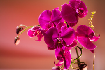 Orchid composition in magenta and pink