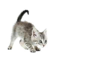 Beautiful cat isolated on white background