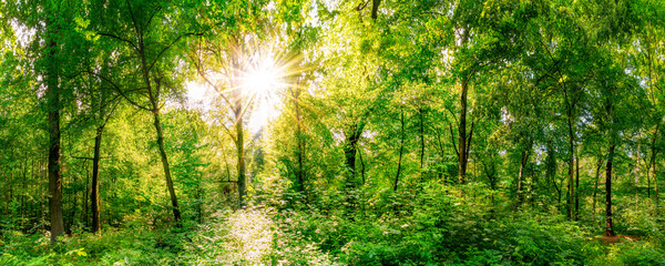 Fototapeta na wymiar Wald Panorama mit Sonnenstrahlen
