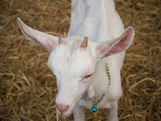 portrait white goat in farm