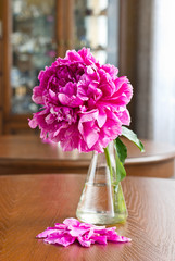 Burgundy peony in vase