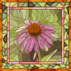 Vector illustration of flower Echinacea.