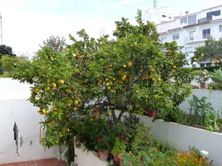 Fototapeta na wymiar Lemon Tree