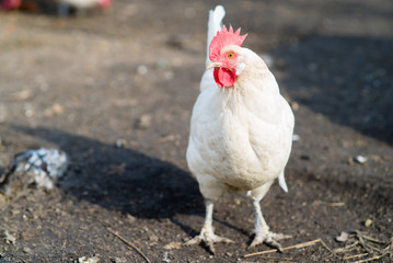 Hen living in the village
