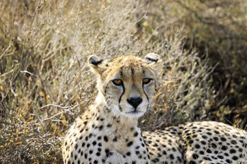 Portrait of an African cheetah