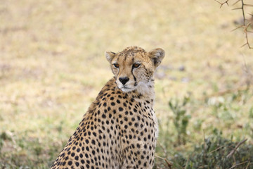 Cheetah looking back over its shoulder in Tanzania