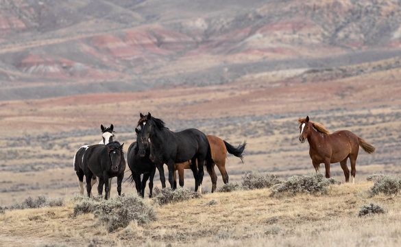 Wild Horses