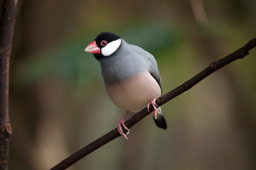 Java sparrow (Lonchura oryzivora).
