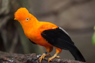 Andean cock-of-the-rock (Rupicola peruvianus)