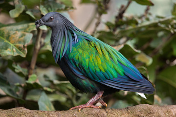 Nicobar pigeon (Caloenas nicobarica).