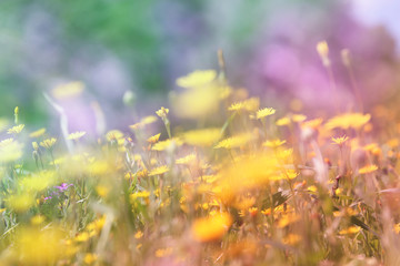abstract photo of spring meadow with wildflowers