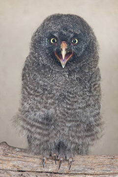 Great grey owl (Strix nebulosa)