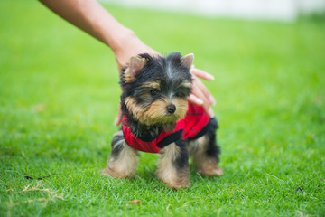 Yorkshire Terrier