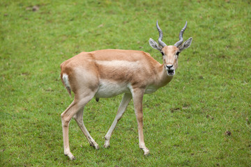 Indian blackbuck (Antilope cervicapra)