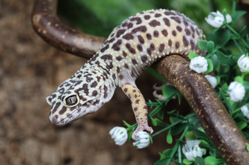 Fototapeta na wymiar The leopard gecko (Eublepharis macularius)