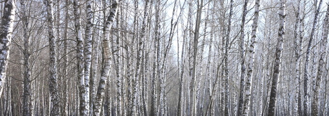 Fototapeta premium Beautiful landscape with white birches. Birch trees in bright sunshine. Birch grove in autumn. The trunks of birch trees with white bark. Birch trees trunks. Beautiful panorama.
