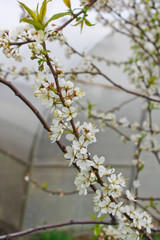 цветущая вишня, весенний сад