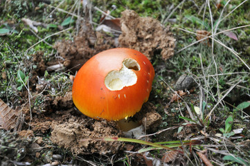Amanita Caesarea Mushroom, aka Caesars Mushroom growing in the wood