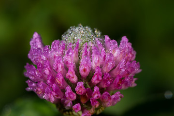 Clover flower in drops of dew