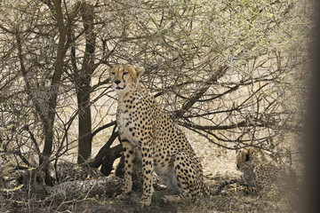 Wild Cheetah in Tanzania