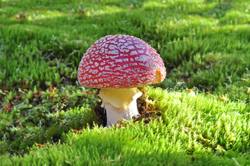 Amanita muscaria, Close up photo of a poisonous mushroom in the forest