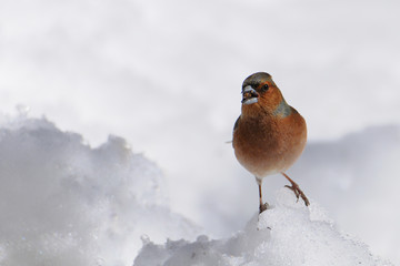 Pinson des arbres dans la neige