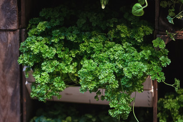 parsley in crates displayed on the food festival.