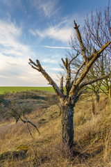 Baum ( HDR )