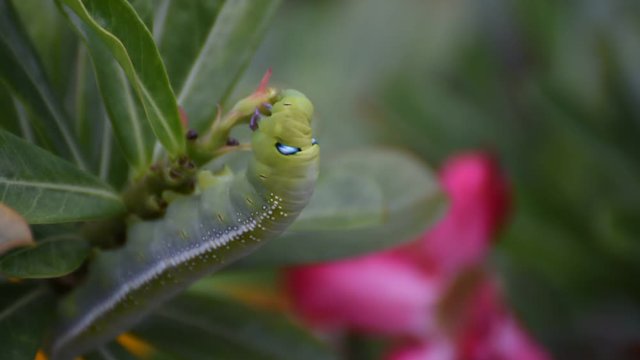 Moth larvae or Caterpillars green color eat Mock Azalea (Desert Rose, Impala Lily) flower, Naturally beautiful flowers in the garden