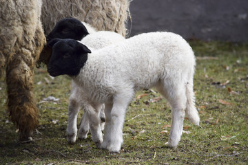 Naklejka premium Offspring in the blackhead sheep herd