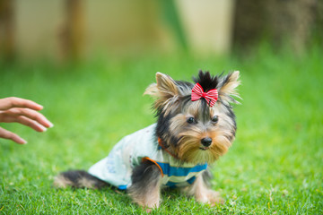 Yorkshire Terrier