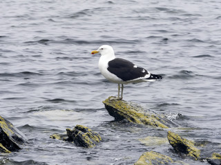Larus dominicanus, Kelp Gull, Kelp Gull, Larus dominicanus is rife, Falkland-Malvinas