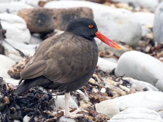 Black oistercapher, Haematopus afer is rarer species, Carcass Island, Falkland-Malvinas