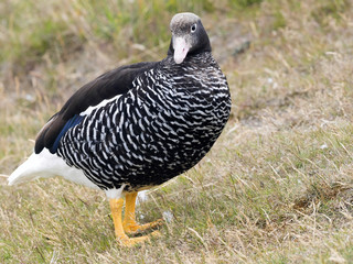  the female Kelp goose ,Chloephaga hybrida, Carcass Island, Falkland-Malvinas