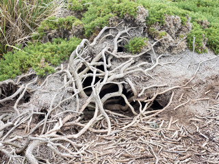 nesting burrow Magellanic Penguin, Spheniscus magellanicus  Carcass, Falklands / Malvinas,