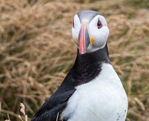 Atlantic Puffin Portrait