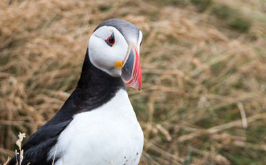 Atlantic Puffin Portrait