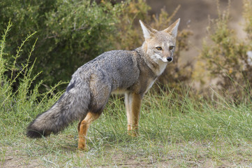Naklejka na ściany i meble Pampas Grey Fox, La Pampa, Argentina