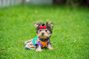 Yorkshire Terrier