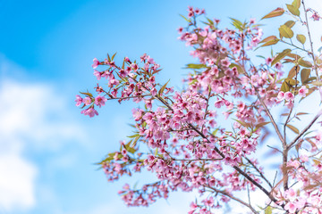 Cherry blossoms or Sakura flower in chiang mai Thailand