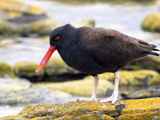 Black oistercapher, Haematopus afer is rarer species, Carcass Island, Falkland-Malvinas
